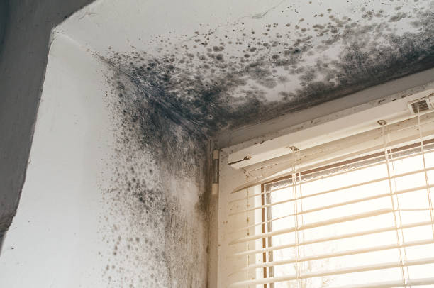 Affordable Basement Mold Removal solutions in Seanor, PA